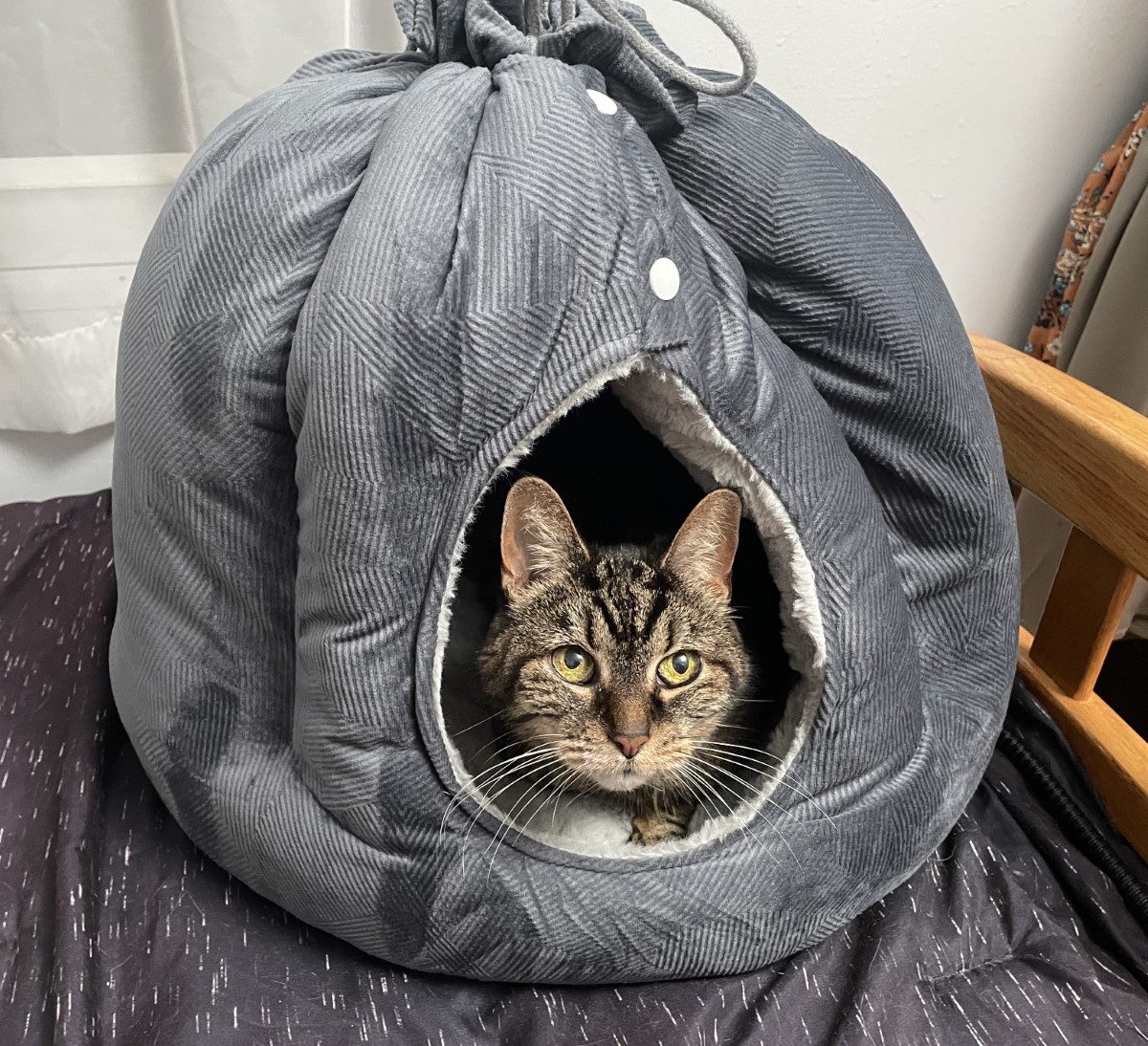 Rywell Heated Cat Bed 07